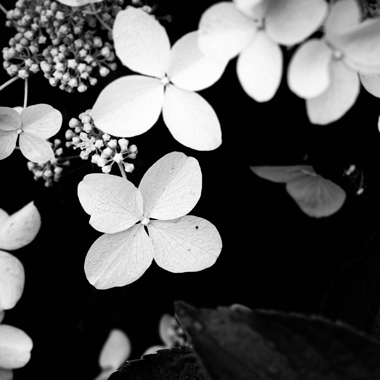 Several flowers in black and white